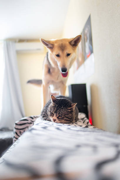 istock Playful mongrel dog and annoyed cat at home 1211824601