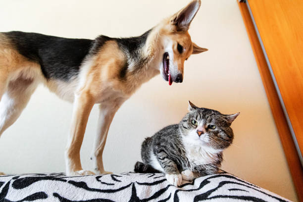 istock Calm old cat lying on bed at home 1211824611