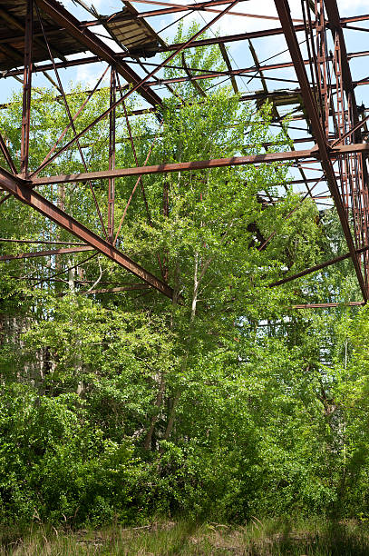 Birch grows in an old, abandoned hall stock photo