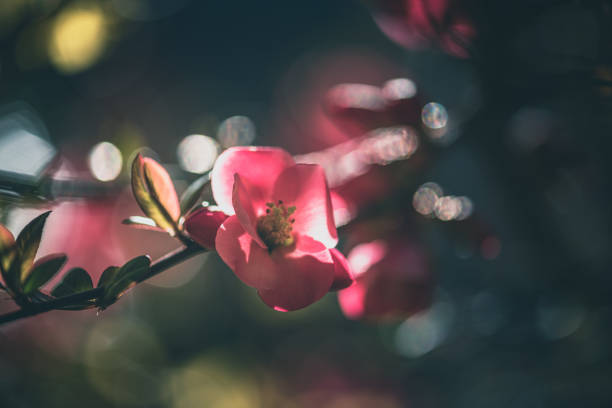 japanese quince pink springtime flowers