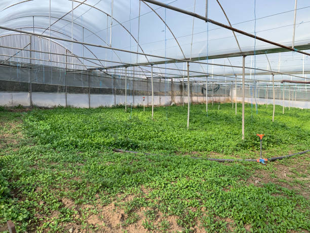 istock Arugula plant growing in greenhouse 1211828362
