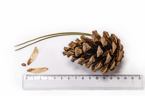 Large brown cone of Pitsunda pine with seeds and transparent  on white background. Seeds of Pitsunda pine Pinus brutia pityusa on background of centimeter ruler line.  There is place for text