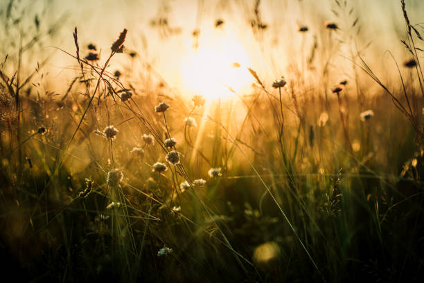 Beautiful wild flowers in a meadow