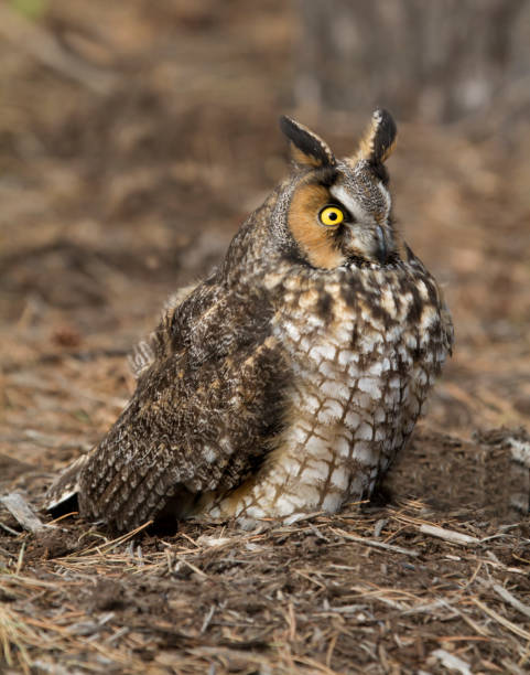 istock Long Eared Owl Sitting in Dried Pine Needles 1211829761