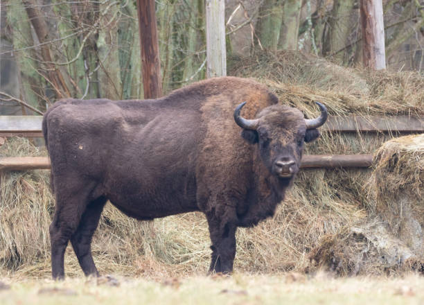 istock European bison(Bison bonasus) male 1211829817