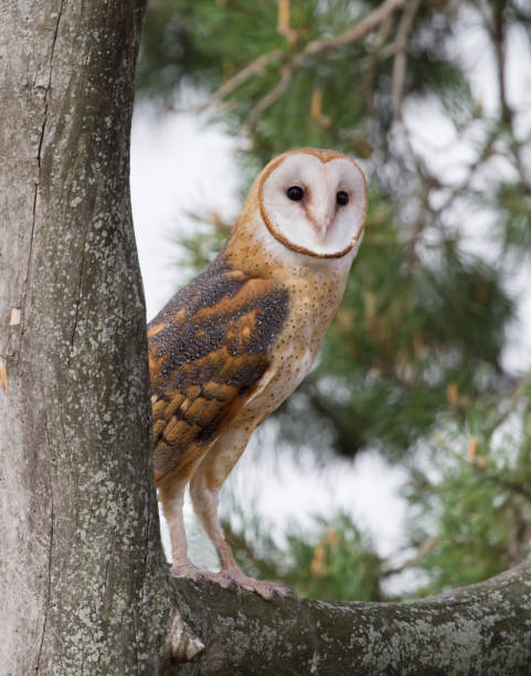 barn owl perched in a tree - night perching owl imagens e fotografias de stock