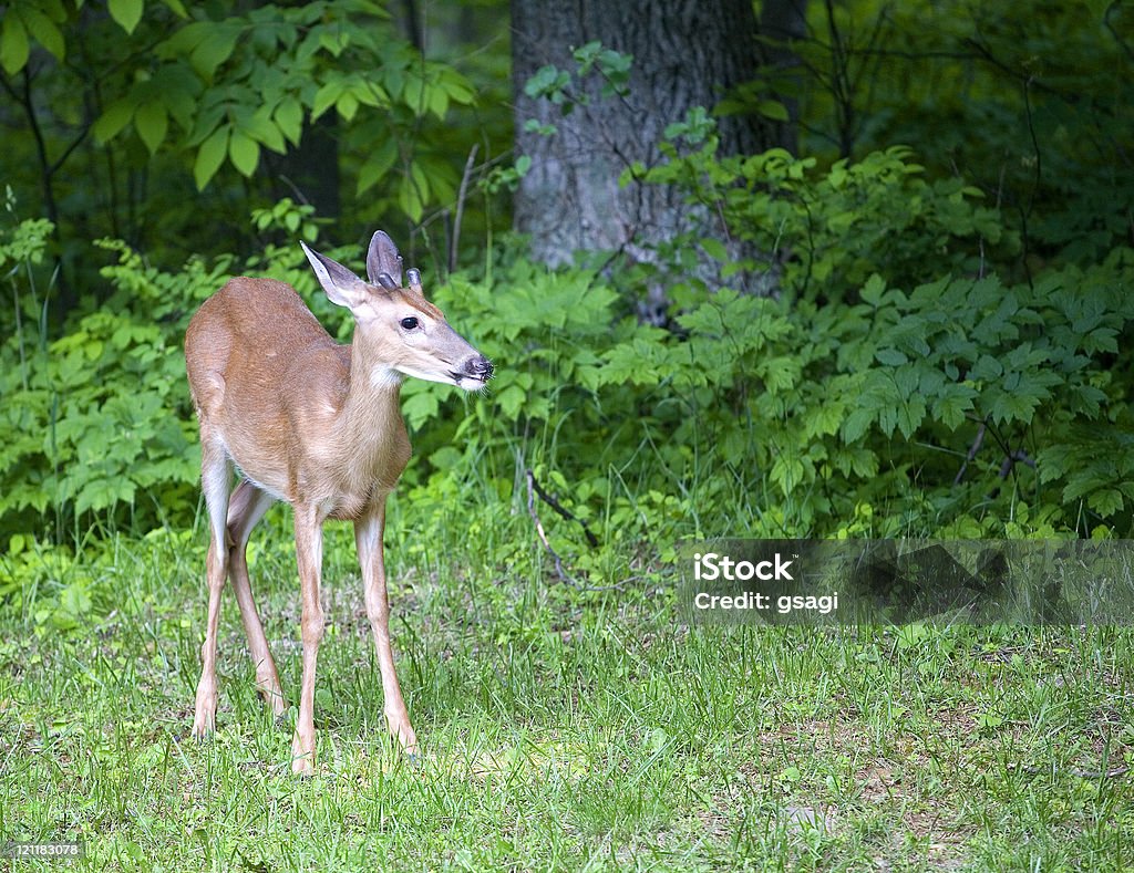 On a forest edge Young whitetail deer buck that is coming from a forest Animal Stock Photo