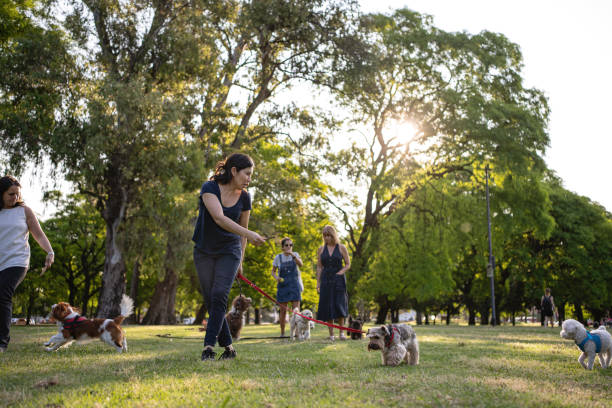 istock Concentrated woman training her dog in public park 1211831492