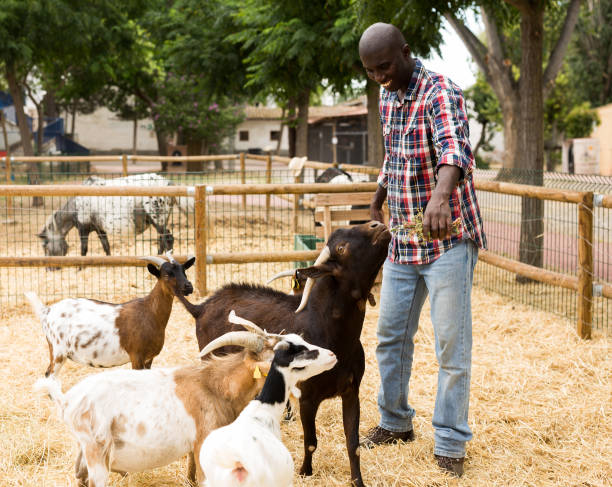 istock Happy young  african american man feeding dry forage to sheeps 1211831729