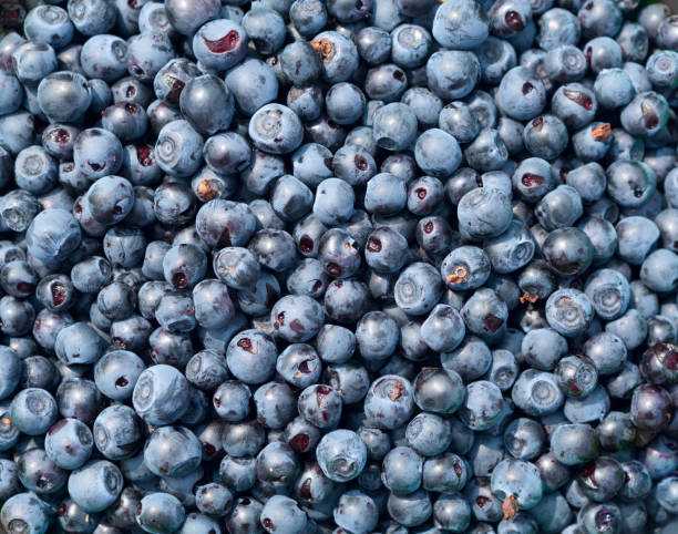 istock Wild forest blueberry harvest. 1211834122