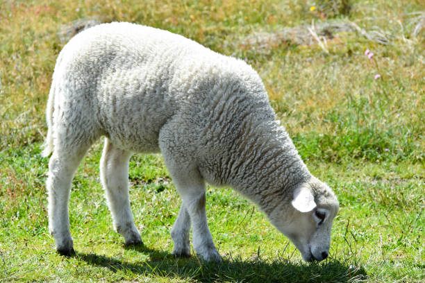 istock A sheep is grazing in a pasture in Sylt 1211834569