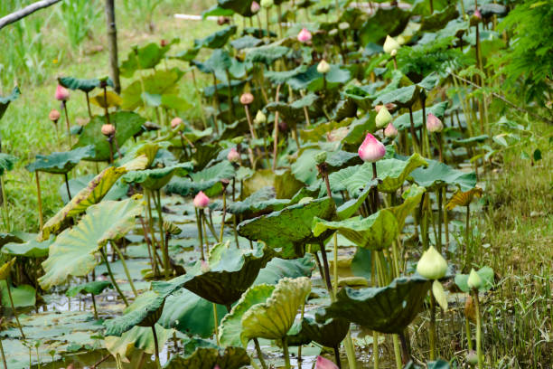 istock Lotus flowers on a farm in Phuket 1211834574