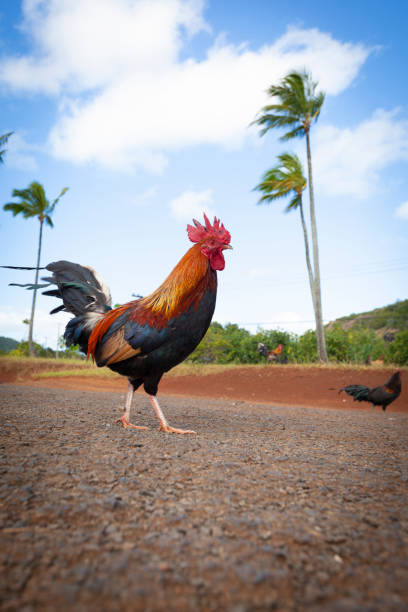 kauai island black rooster, hawaii islands symbol of kauai island, black cock. male red junglefowl gallus gallus stock pictures, royalty-free photos & images