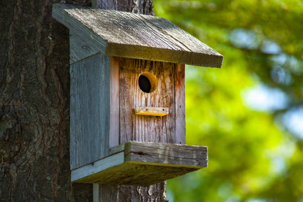 istock Cute wooden birdhouse in tree. 1211836506