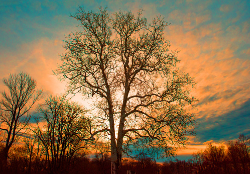 Elm Tree at Sunrise-Howard County Indiana
