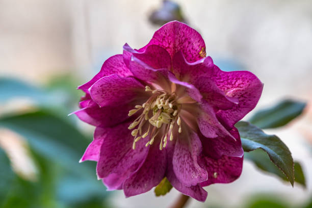 Helleborus orientalis Double Ellen Red in garden