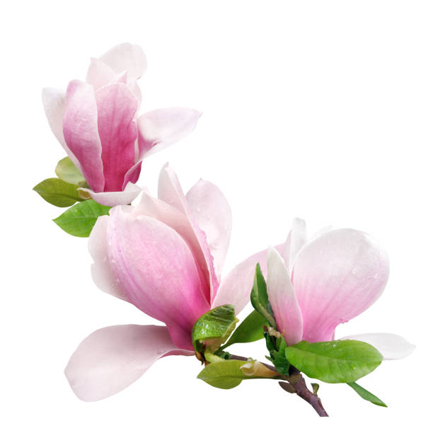 a branch of tender spring pink flower primrose magnolia isolated on white background