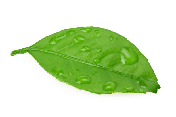 istock citrus leaves isolated on a white background 1211837065