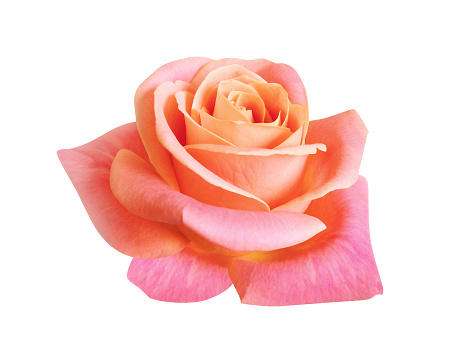 coral pink rose flower isolated on white background