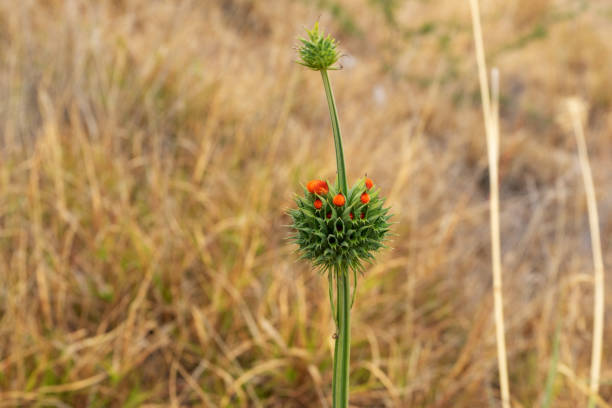 desert plant called lion ears with flower