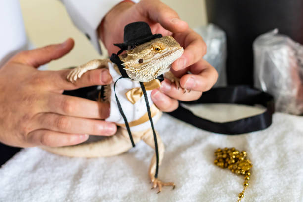 istock Cute bearded dragon reptile wearing a suit and hat 1211838313