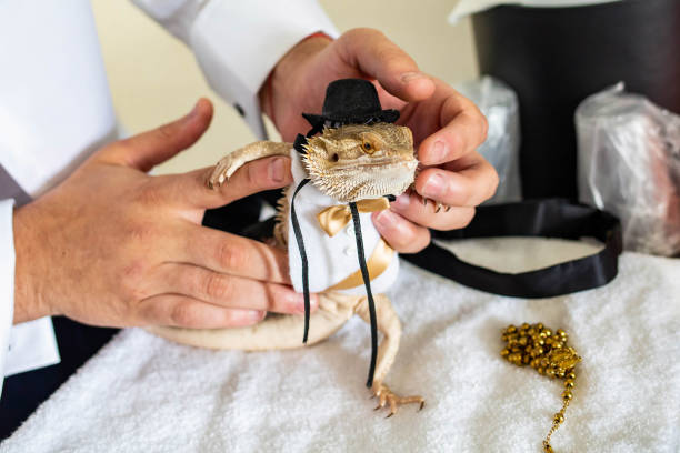 istock Cute bearded dragon reptile wearing a suit and hat 1211838331