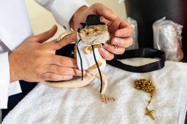 istock Cute bearded dragon reptile wearing a suit and hat 1211838332