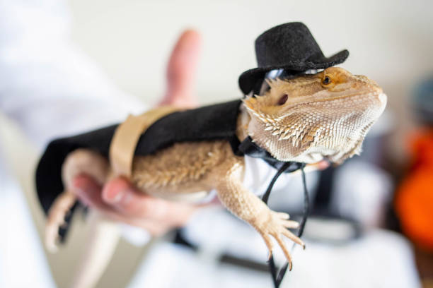 istock Cute bearded dragon reptile wearing a suit and hat 1211838344
