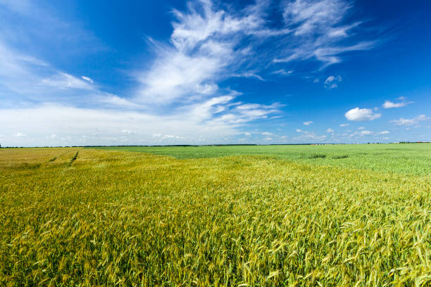 istock green unripe cereals 1211839104
