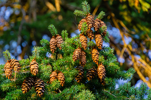 Close-up of Douglas fir (Pseudotsuga menziesii) branch with lot of ripe cones in Massandra park, Crimea. Selective focus. Nature concept for Christmas design