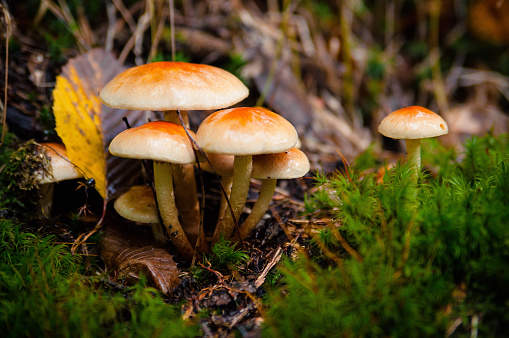 Dangerous mushrooms close-up growing on a fallen tree in the forest.