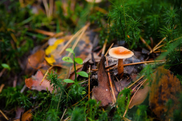 gefährliche pilze aus nächster nähe wachsen auf einem umgestürzten baum im wald. - edible mushroom mushroom fungus colony stock-fotos und bilder