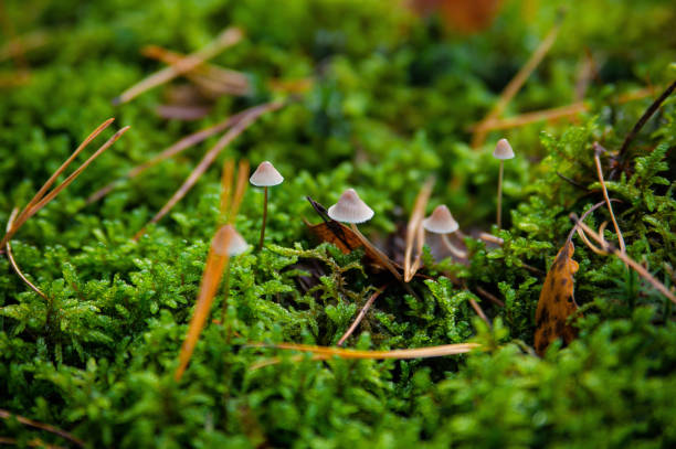 setas peligrosas de primer plano creciendo en un árbol caído en el bosque. - edible mushroom mushroom fungus colony fotografías e imágenes de stock