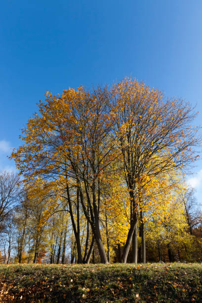 autumn yellow foliage - abounding imagens e fotografias de stock