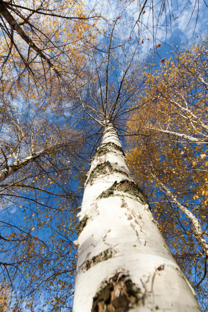 beautiful birch foliage - abounding imagens e fotografias de stock