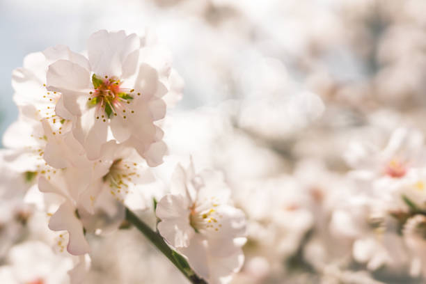 Abstract blurred background Beautiful nature scene with flowering tree and sun flare Spring flowers
