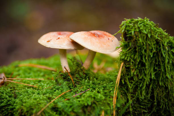 setas peligrosas de primer plano creciendo en un árbol caído en el bosque. - edible mushroom mushroom fungus colony fotografías e imágenes de stock