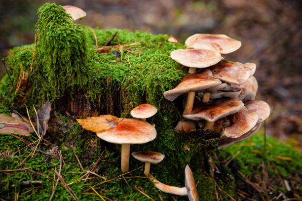 dangerous mushrooms close-up growing on a fallen tree in the forest. - edible mushroom mushroom fungus colony imagens e fotografias de stock