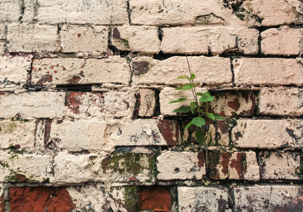 un vecchio muro di mattoni incrinato, dipinto beige, con un germoglio verde di un piccolo albero che cresce tra i mattoni. il concetto di speranza, superamento e crescita - beginnings new life spirituality block foto e immagini stock