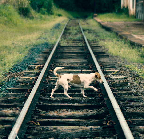 Small dog with brown ears and white body on the train tracks