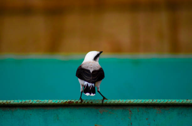 Small bird with black and white plumage