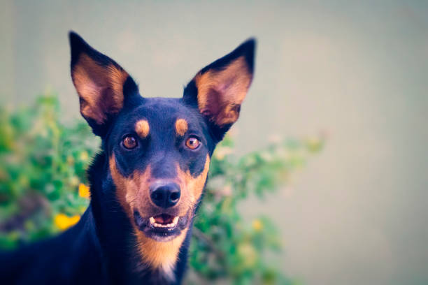 istock Dog in the foreground staring at the camera 1211840642