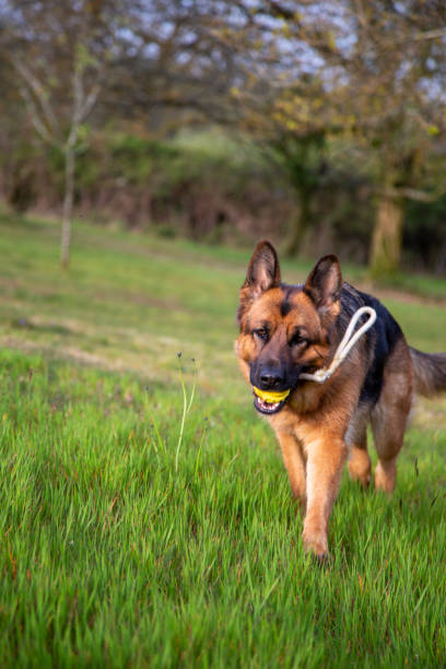 istock German Shepherd dog will ball on a rope 1211840907