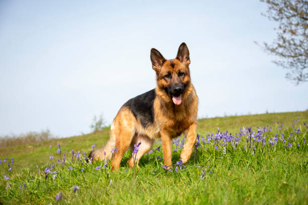 perro pastor alemán en el prado de la campana azul - german shepherd fotografías e imágenes de stock