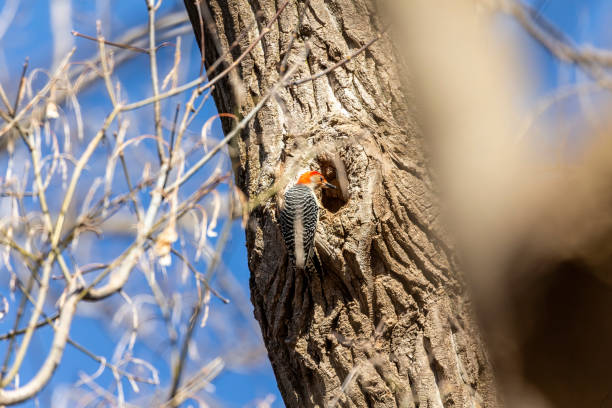 istock The red-bellied woodpecker looking a cavity for nesting. 1211841030
