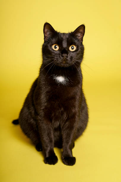 istock Black cat on yellow background. Friday 13th 1211841912