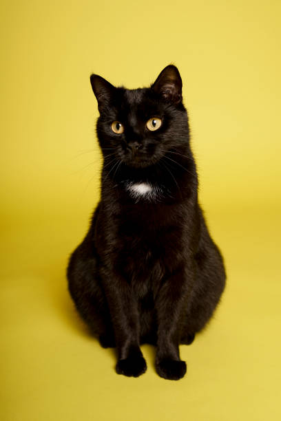 istock Black cat on yellow background. Friday 13th 1211841971