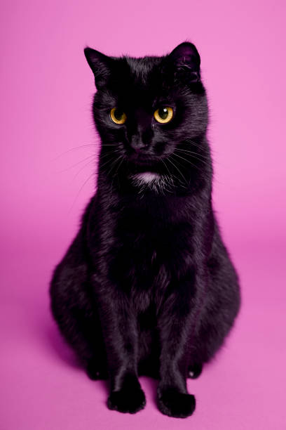 istock Black cat on a pink background. Friday the 13th 1211842086