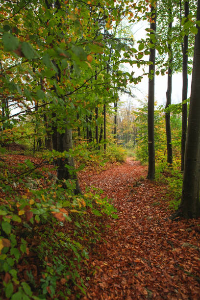 Beautiful Autumn forest with different trees. Walking trail in a mountain forest. Deciduous forest. A wood or forest in leaf. Greenwood