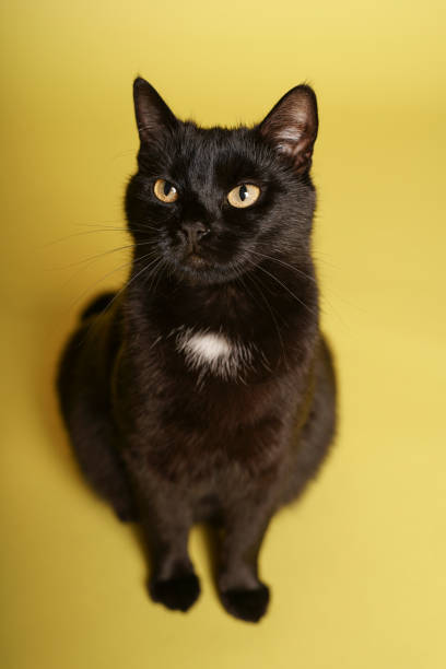 istock Black cat on yellow background. Friday 13th 1211843016